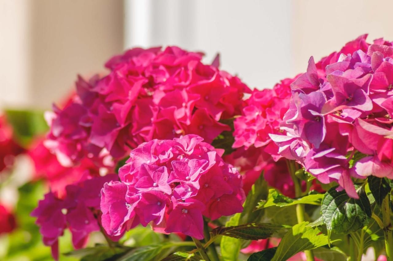 Hortensia Buje Luaran gambar